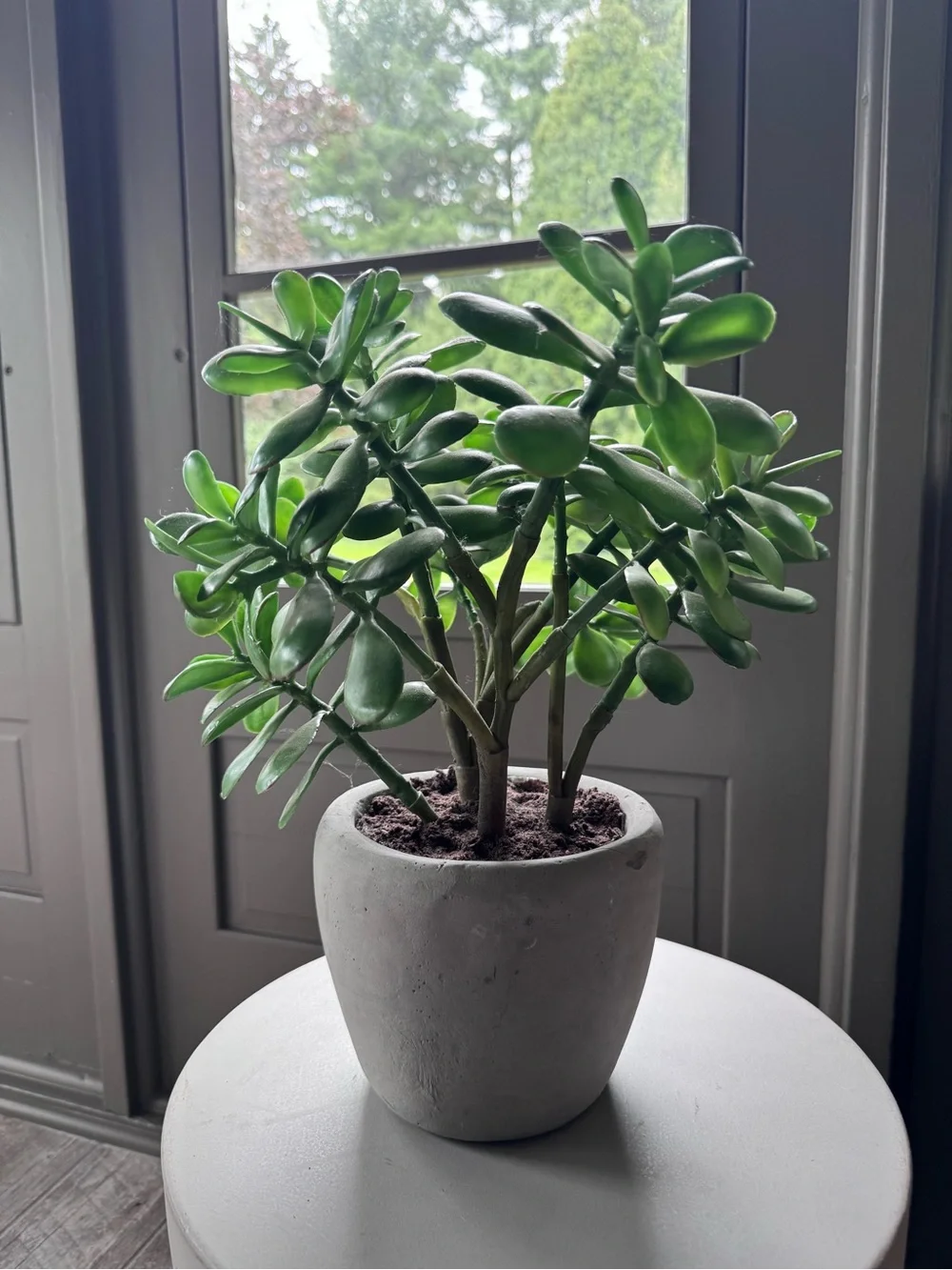 CB2 Faux Green Jade Succulent in Gray Ceramic Pot - Home Accents